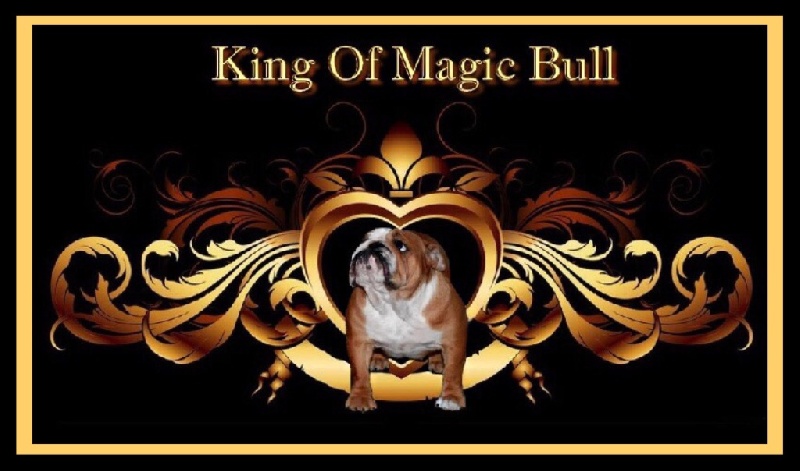 King of Magic Bull I'm just girl on fire