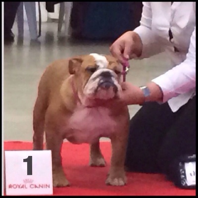 King of Magic Bull - PARIS DOG SHOW 2014