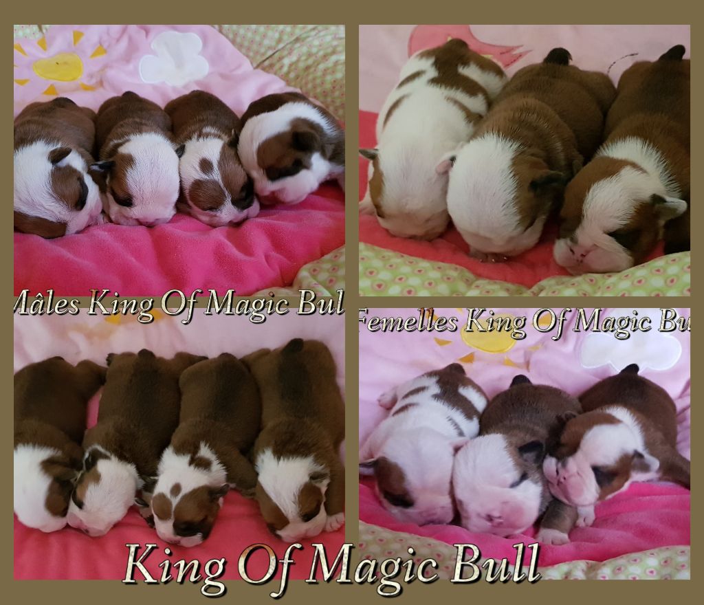 King of Magic Bull - Bulldog Anglais - Portée née le 27/05/2017