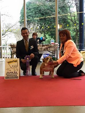 King of Magic Bull - PARIS DOG SHOW 2015