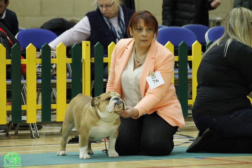 King of Magic Bull - THE BULLDOG CLUB INC CHAMPIONSHIP