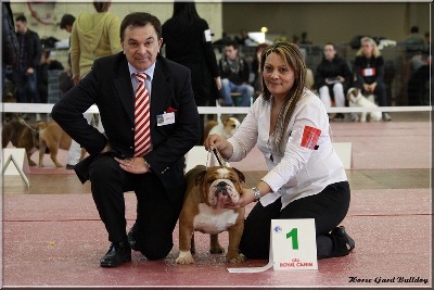 King of Magic Bull - Del Papiol Satisfaction CACIB-CACS Angers 2013 Mr Chapiro